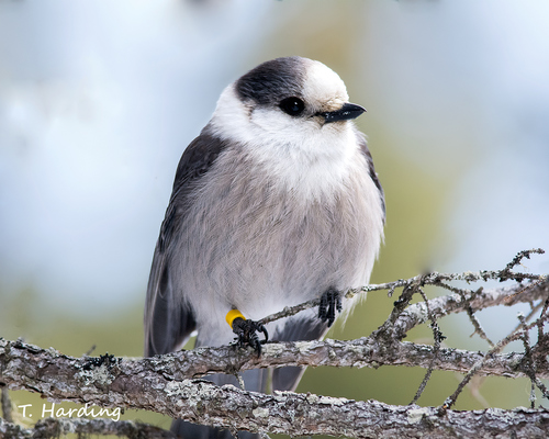 Canada Jay