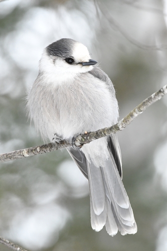 Canada Jay