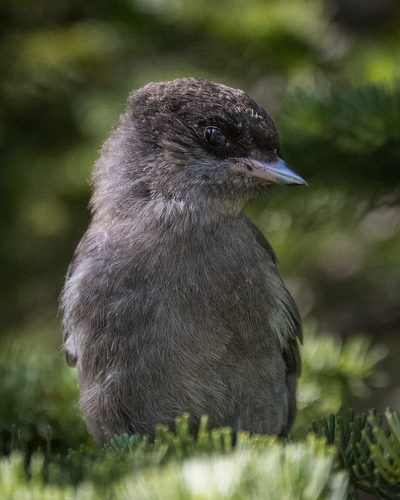 Canada Jay