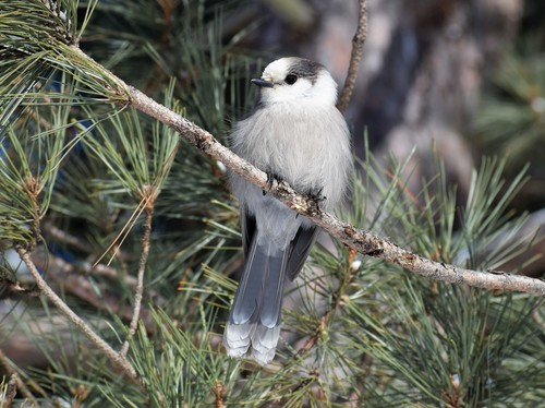 Canada Jay