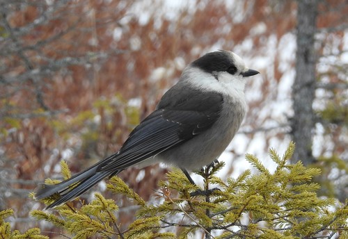 Canada Jay