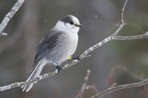 Canada Jay
