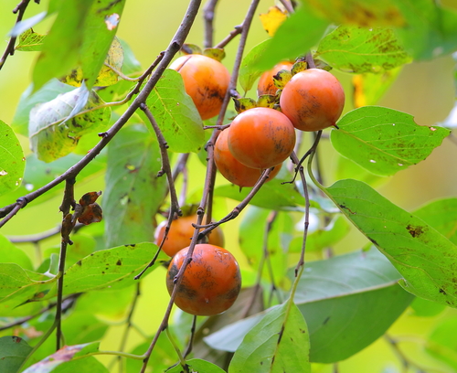 American persimmon
