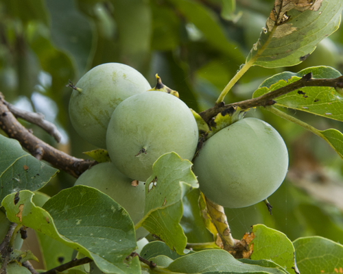 American persimmon
