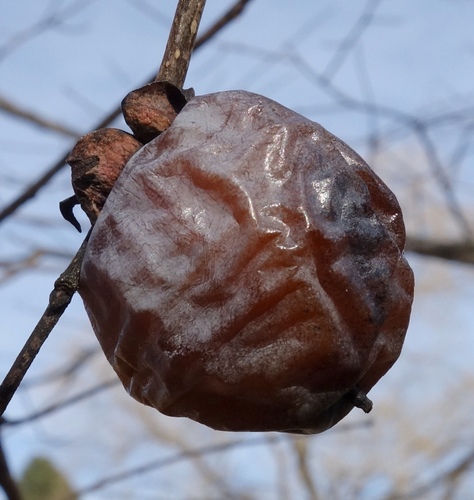 American persimmon