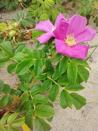 rugosa rose