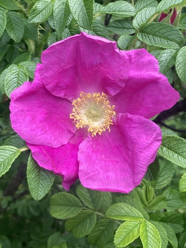 rugosa rose