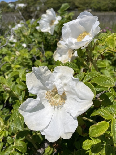 rugosa rose