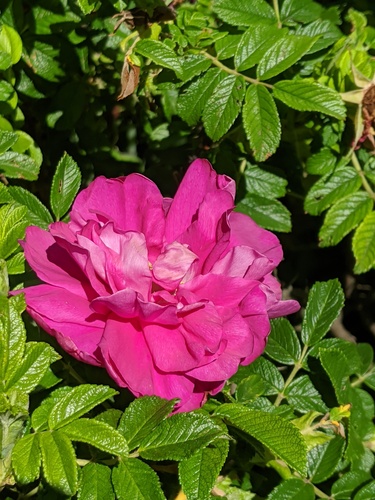 rugosa rose