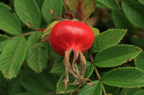 rugosa rose