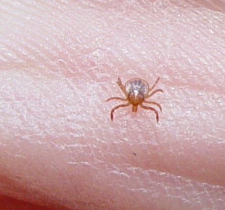 Lone Star Tick