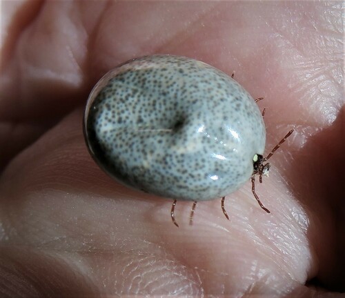 Lone Star Tick