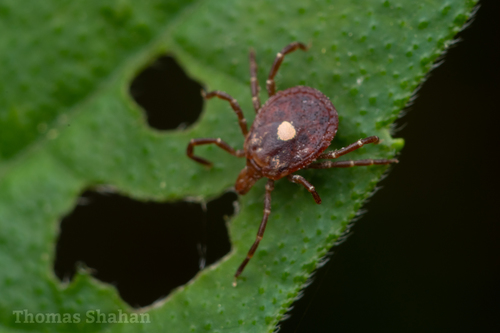 Lone Star Tick