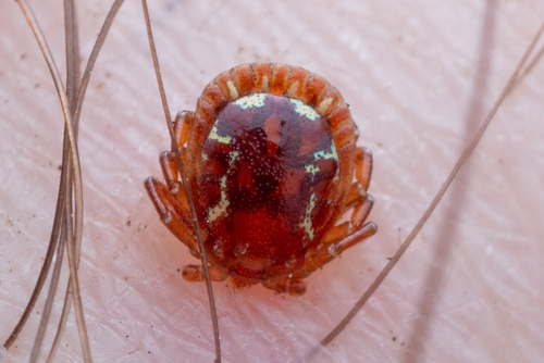 Lone Star Tick