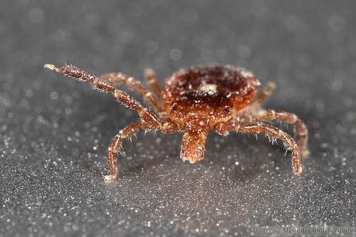 Lone Star Tick