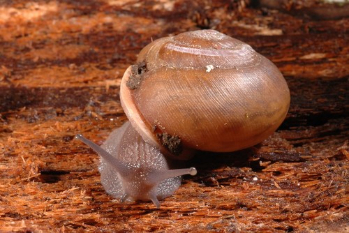 Eastern Whitelip