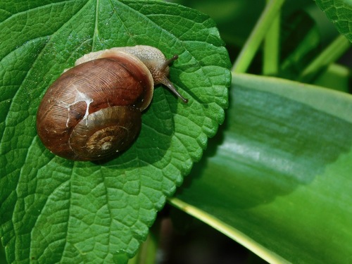 Eastern Whitelip