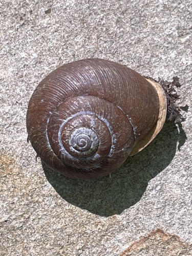 Eastern Whitelip