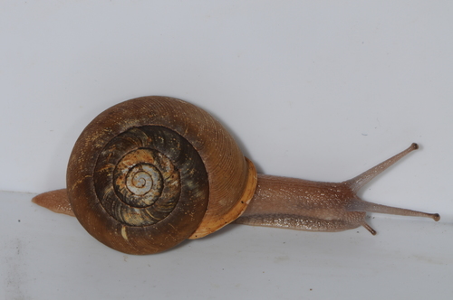 Eastern Whitelip