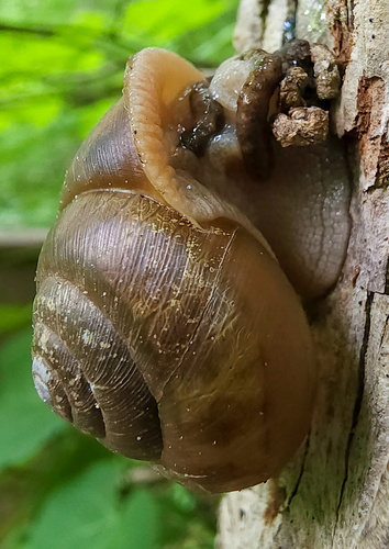 Eastern Whitelip