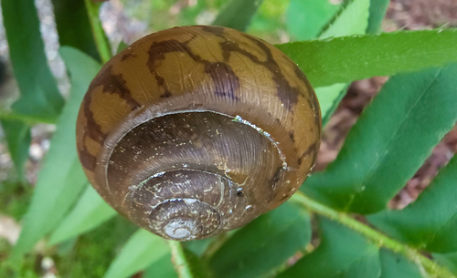 Eastern Whitelip