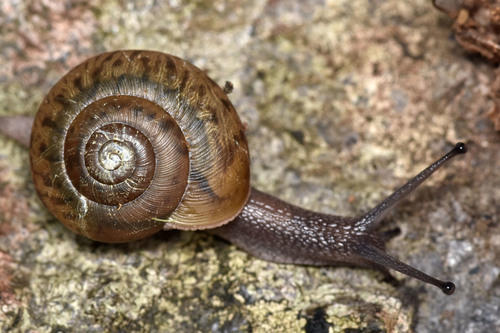 Eastern Whitelip