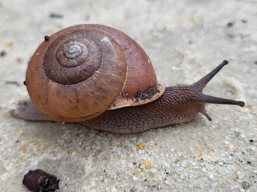 Eastern Whitelip