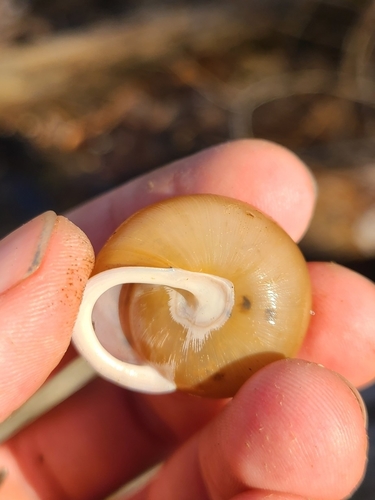 Eastern Whitelip