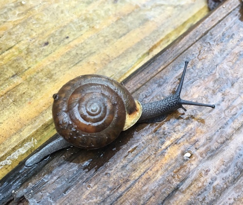 Eastern Whitelip