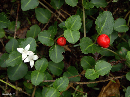 partridgeberry