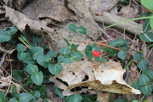 partridgeberry