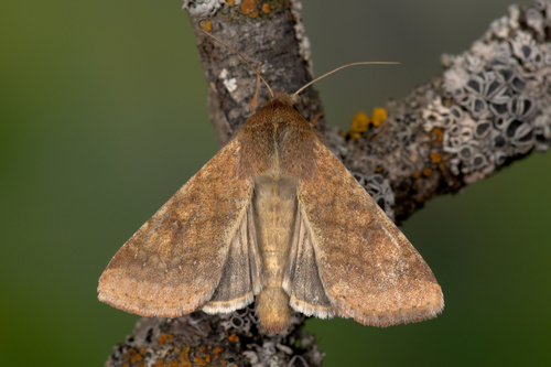 Cotton Bollworm Moth