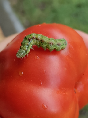 Cotton Bollworm Moth