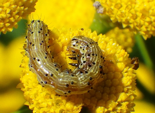 Cotton Bollworm Moth