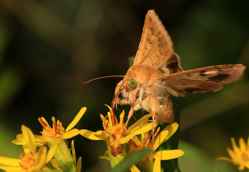 Cotton Bollworm Moth