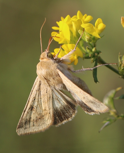 Cotton Bollworm Moth