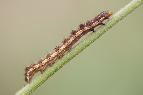 Cotton Bollworm Moth