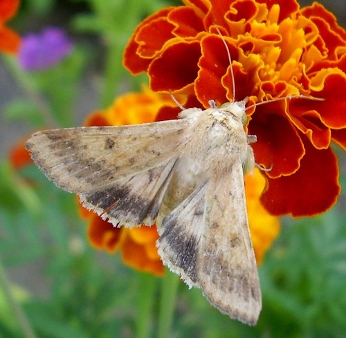 Cotton Bollworm Moth