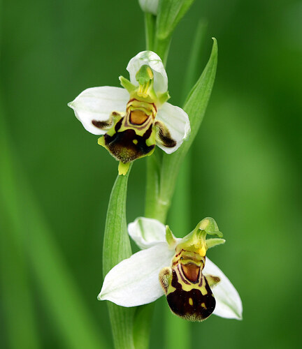 Bee Orchid