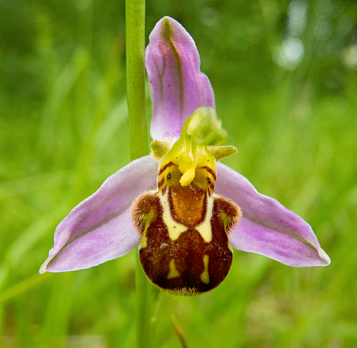 Bee Orchid