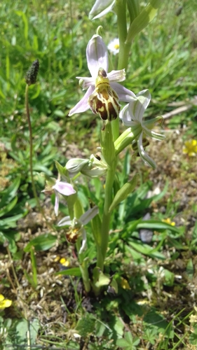 Bee Orchid