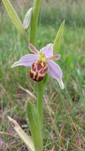 Bee Orchid