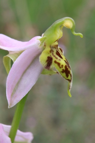 Bee Orchid