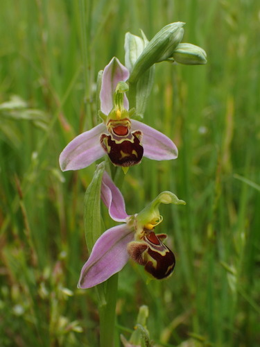 Bee Orchid