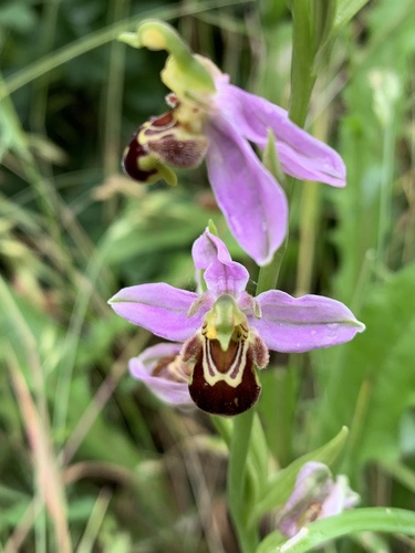 Bee Orchid