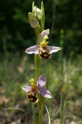 Bee Orchid