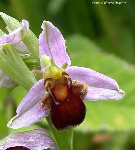 Bee Orchid