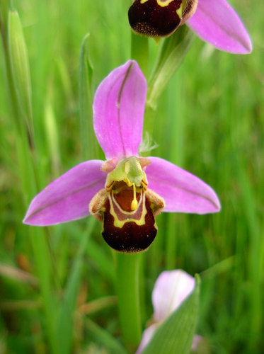 Bee Orchid