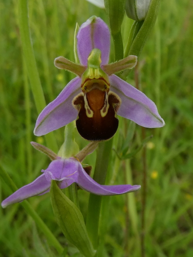 Bee Orchid