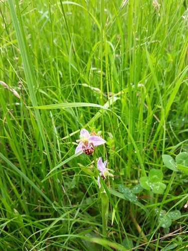 Bee Orchid